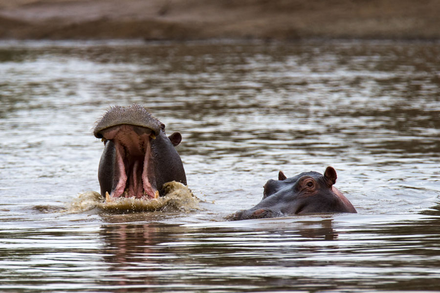  Hippos  Maasai Mara   Kenya